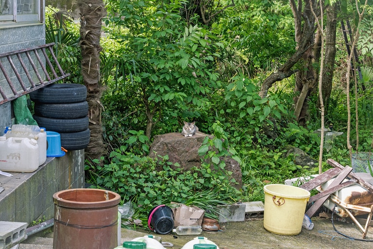 養老渓谷のある大多喜町でよく目にする猫。駅や商店などでくつろぐ姿がかわいい。町の人や観光客から可愛がられているからか、近づいても動じない。