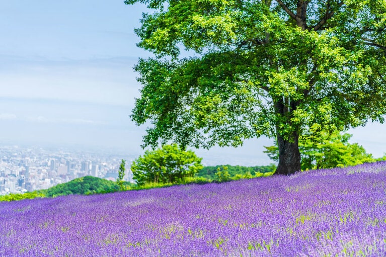 幌見峠ラベンダー園／北海道