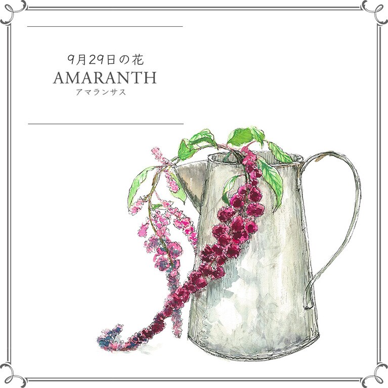 9月29日の花「アマランサス」