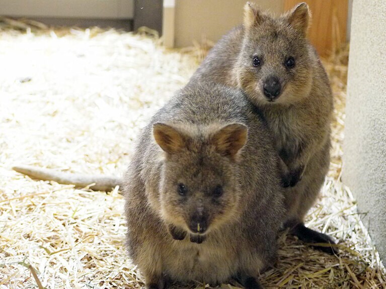 少し前のクオッカ。くっついて様子をうかがっています。