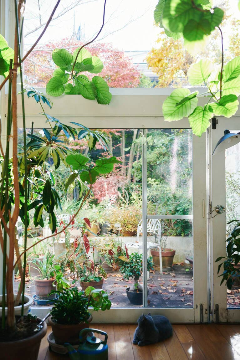 窓辺には素敵なグリーンがいっぱい。