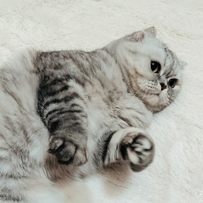 きき ♀ 5歳。とにかく甘えん坊！1日何度もゴロンとして撫でてアピールしてきます。