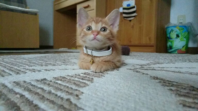 ぼたん ♂ 2歳。