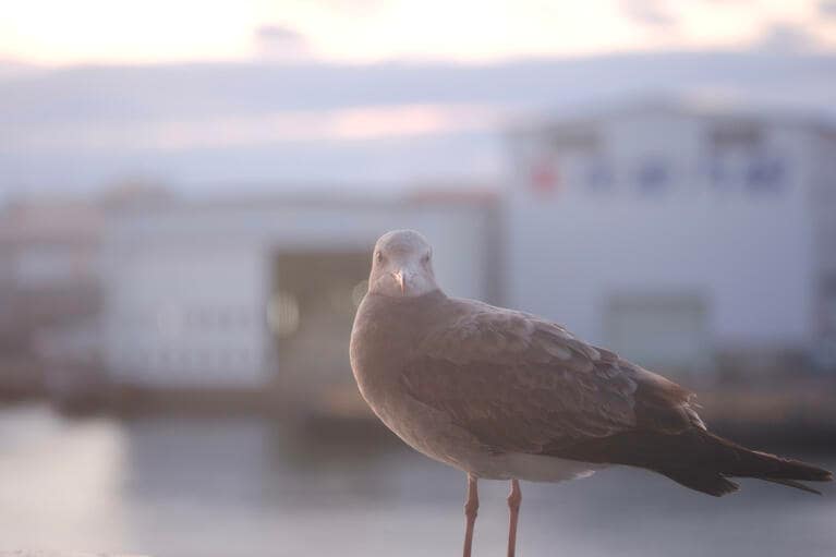 「ウミネコのジョナサン」　莚CACAOCLUB　勝田 誠 2025年11月20日、新潟港付近海上のカーフェリー内