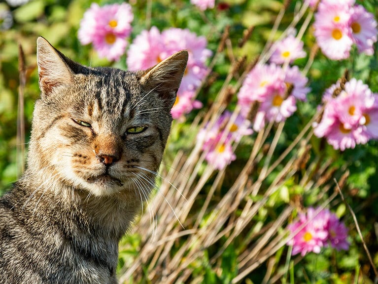 「綺麗な花をバックにイケメンの俺様を撮るのニャ♪」