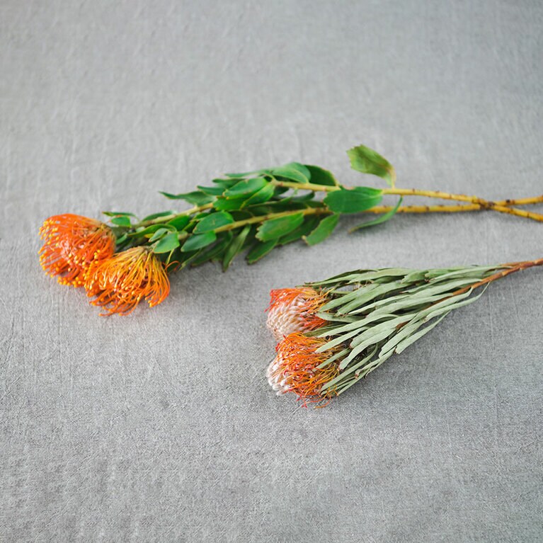 ピンクッション。写真上が生花(クリムゾン)、下がドライ(タンゴ)。