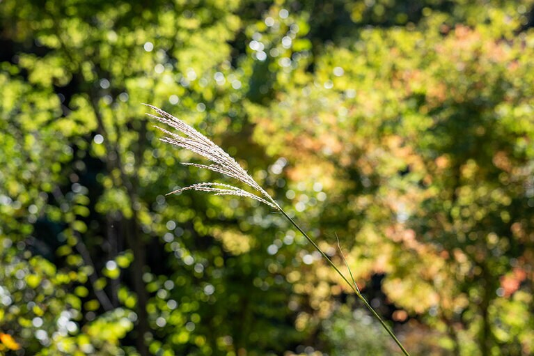 新潟県・里山十帖の秋
