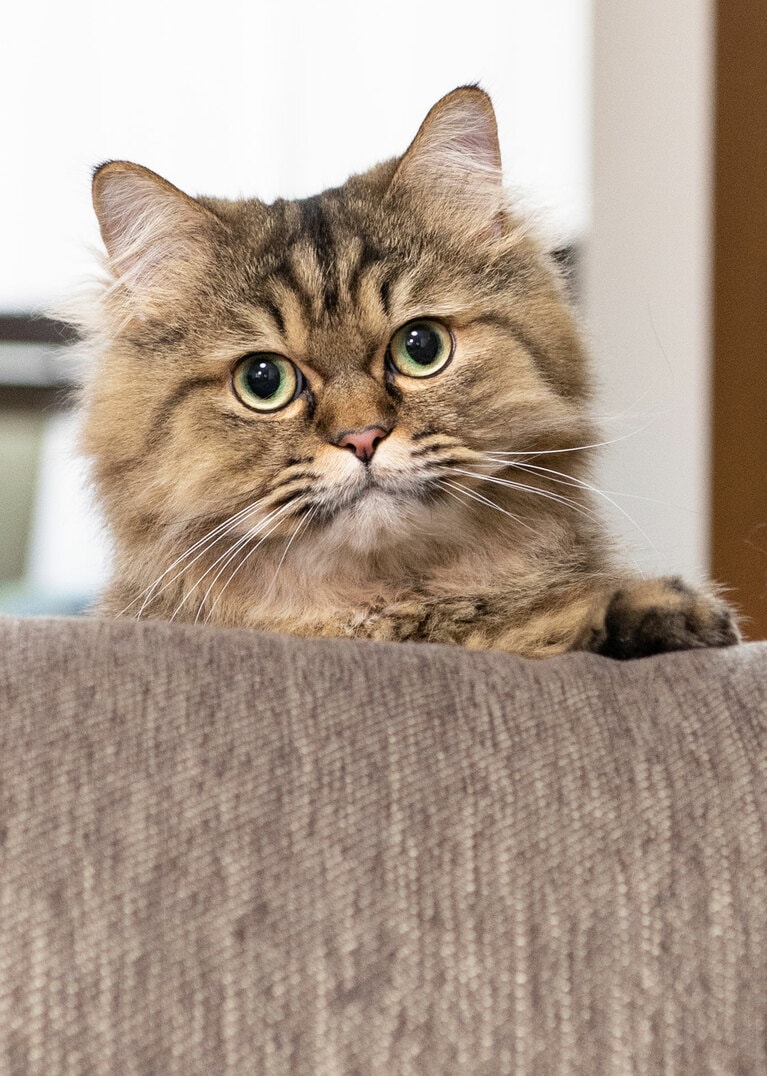 望月さんの愛猫・レオくん。作品を執筆するきっかけとなった大切な家族の一員。