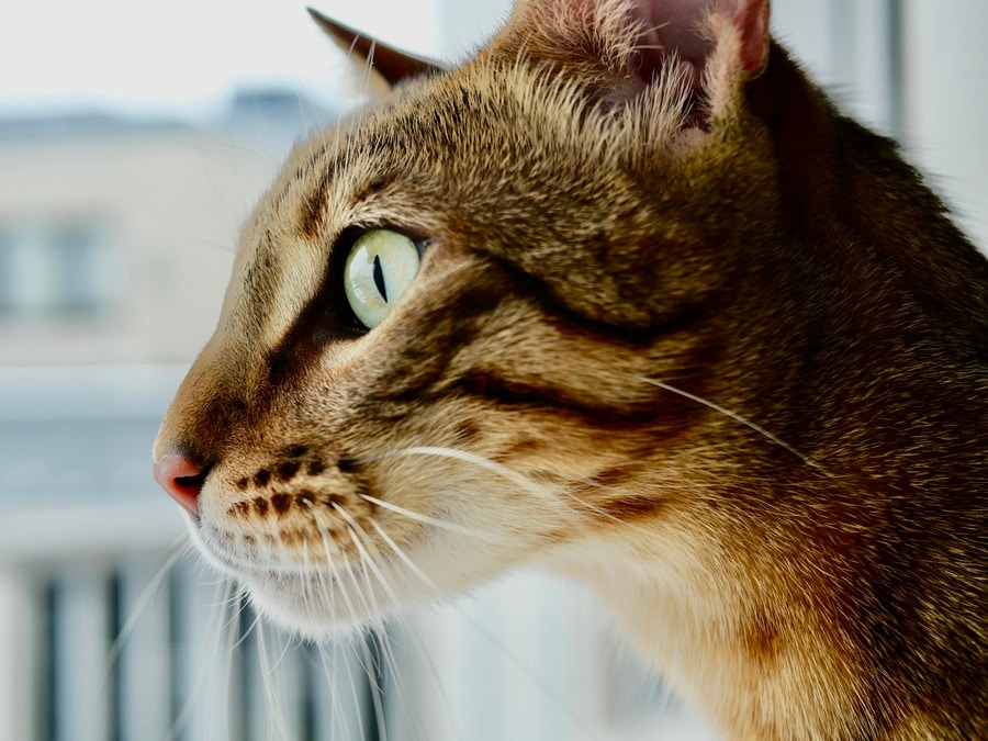 レンズの付け替えや操作は思っているより簡単。単焦点レンズによる背景ボケの写真や望遠レンズを活かした自然体の猫の写真などをまるでプロのように撮影できる。今回はLUMIX G 25mm／F1.7 ASPH.（オープン価格）を使用：宮田さん撮影