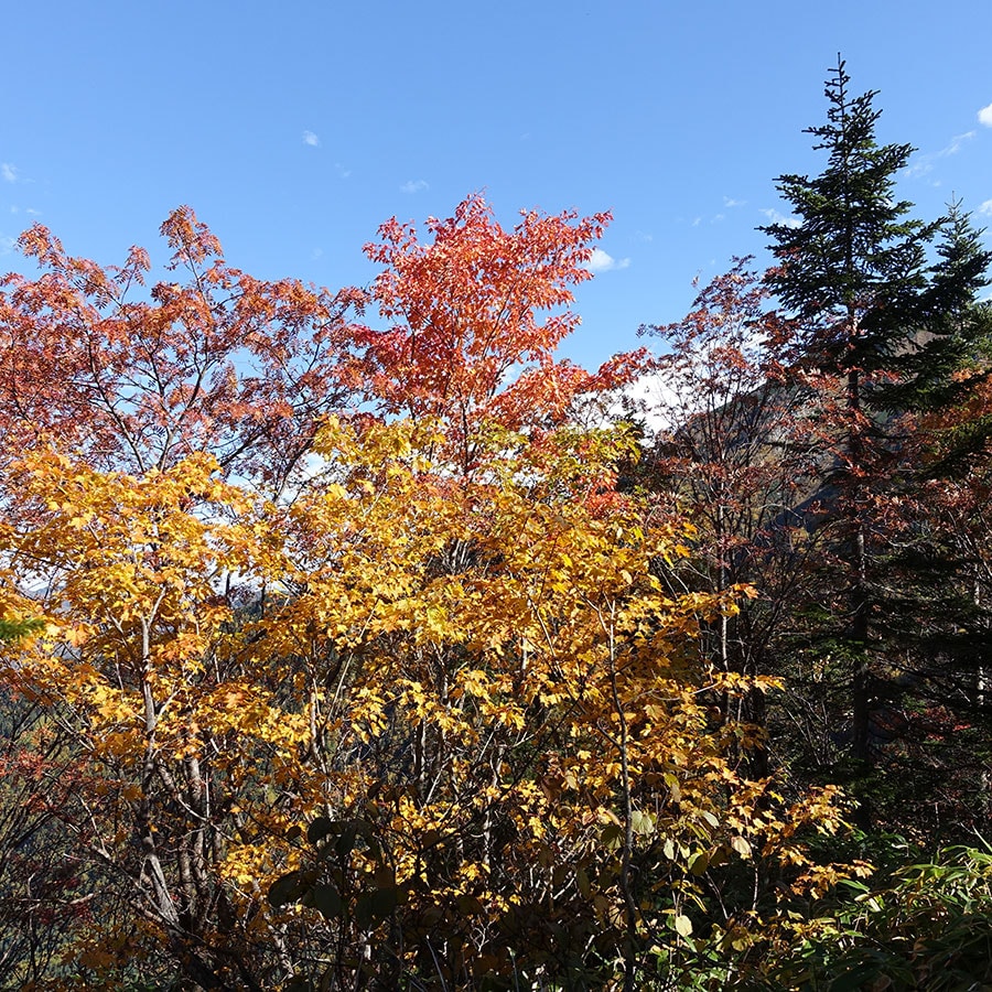 西穂丸山の紅葉。