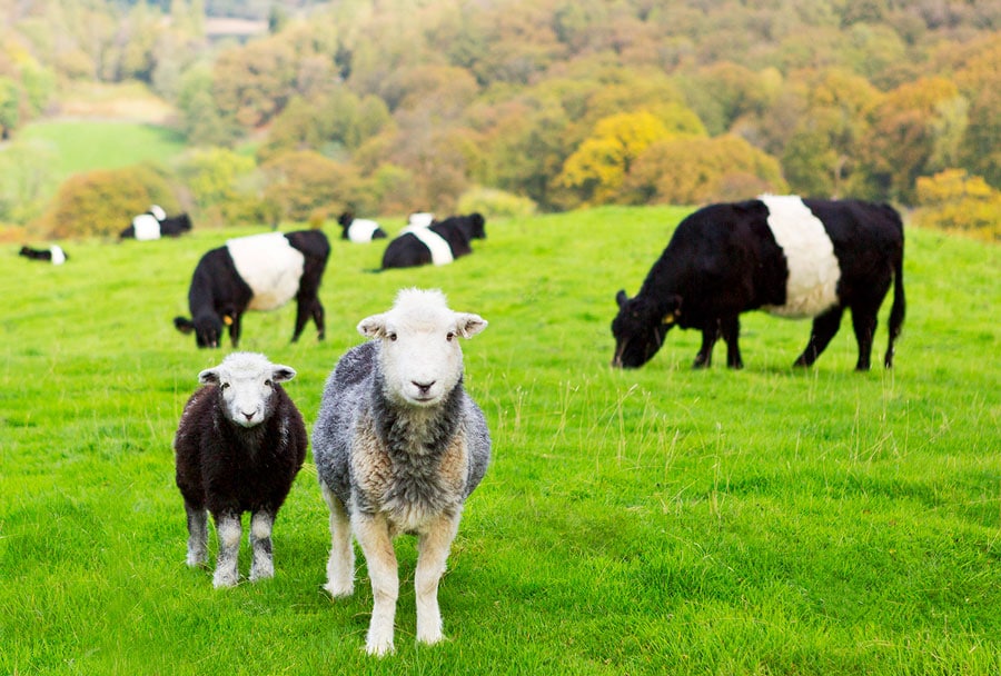 秋の夜長は羊を数えて癒される 写真で会いに行くまきばの羊