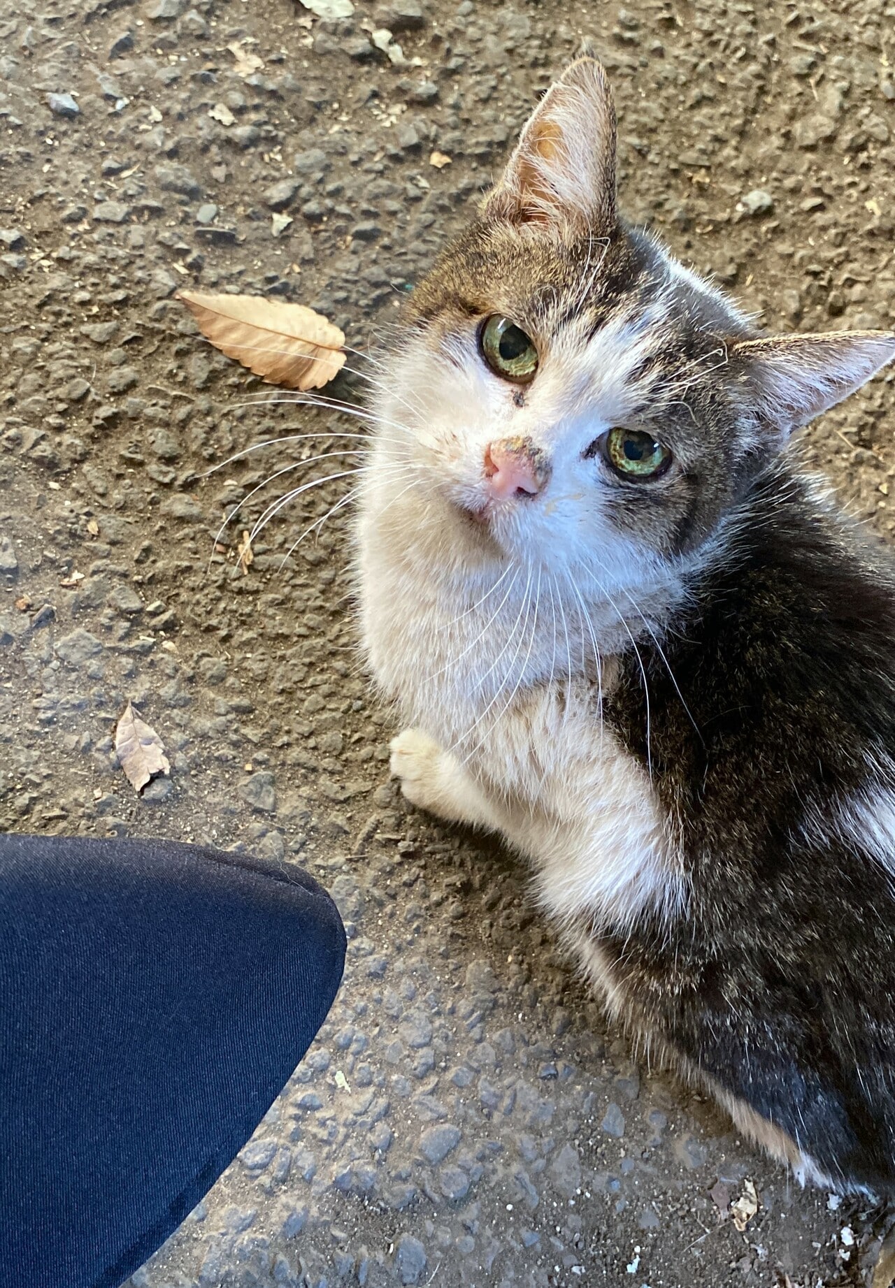 地域猫のグアバさん。