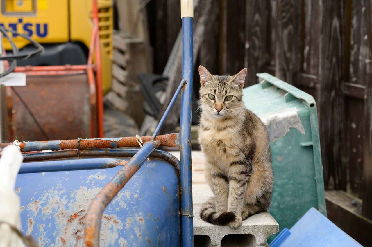 一輪車の横ですんとポーズを決めてくれたキジトラ猫。