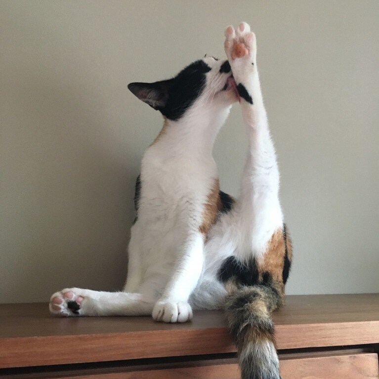 ひな ♀ 8歳。美脚！（necodaさん）