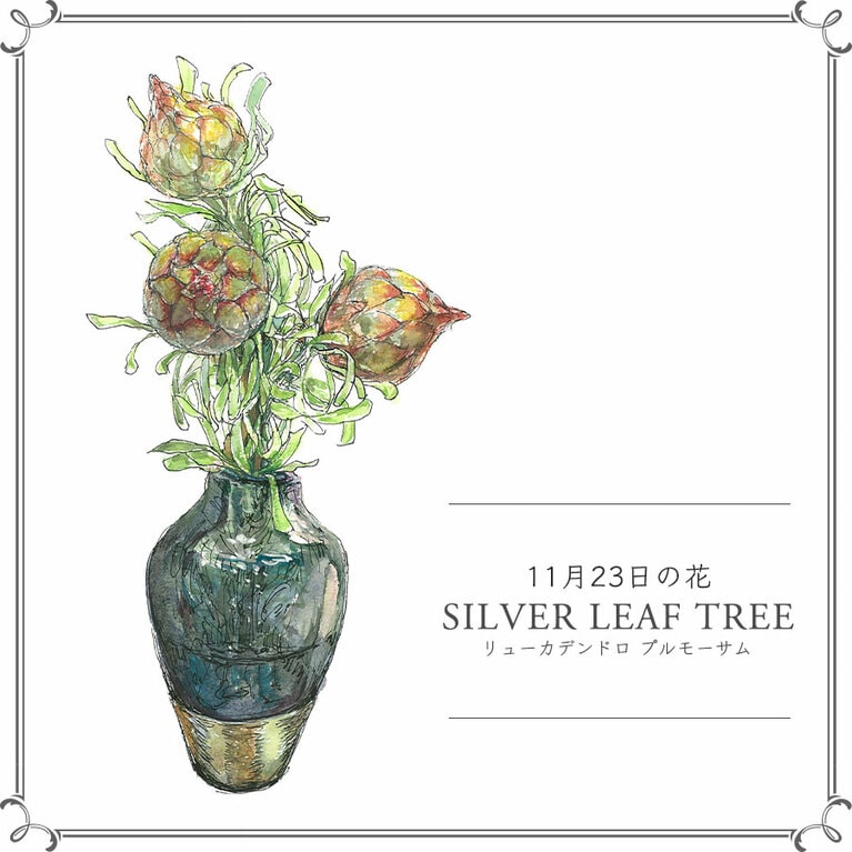 11月23日の花「リューカデンドロ プルモーサム」