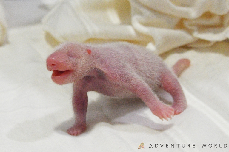 生後1日目の楓浜。©アドベンチャーワールド