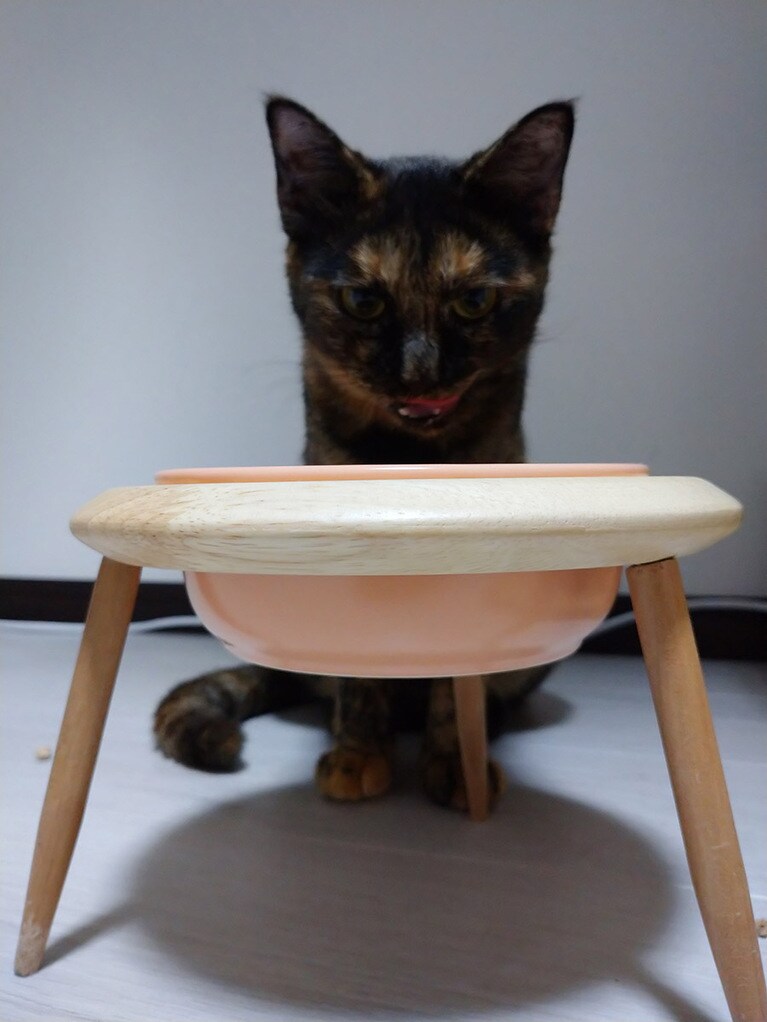 ごぼう ♀ 1歳。ご飯中に写真を撮っていたら、偶然ニヒルな笑みを浮かべたごぼうさんが撮れました。人間みたいです。