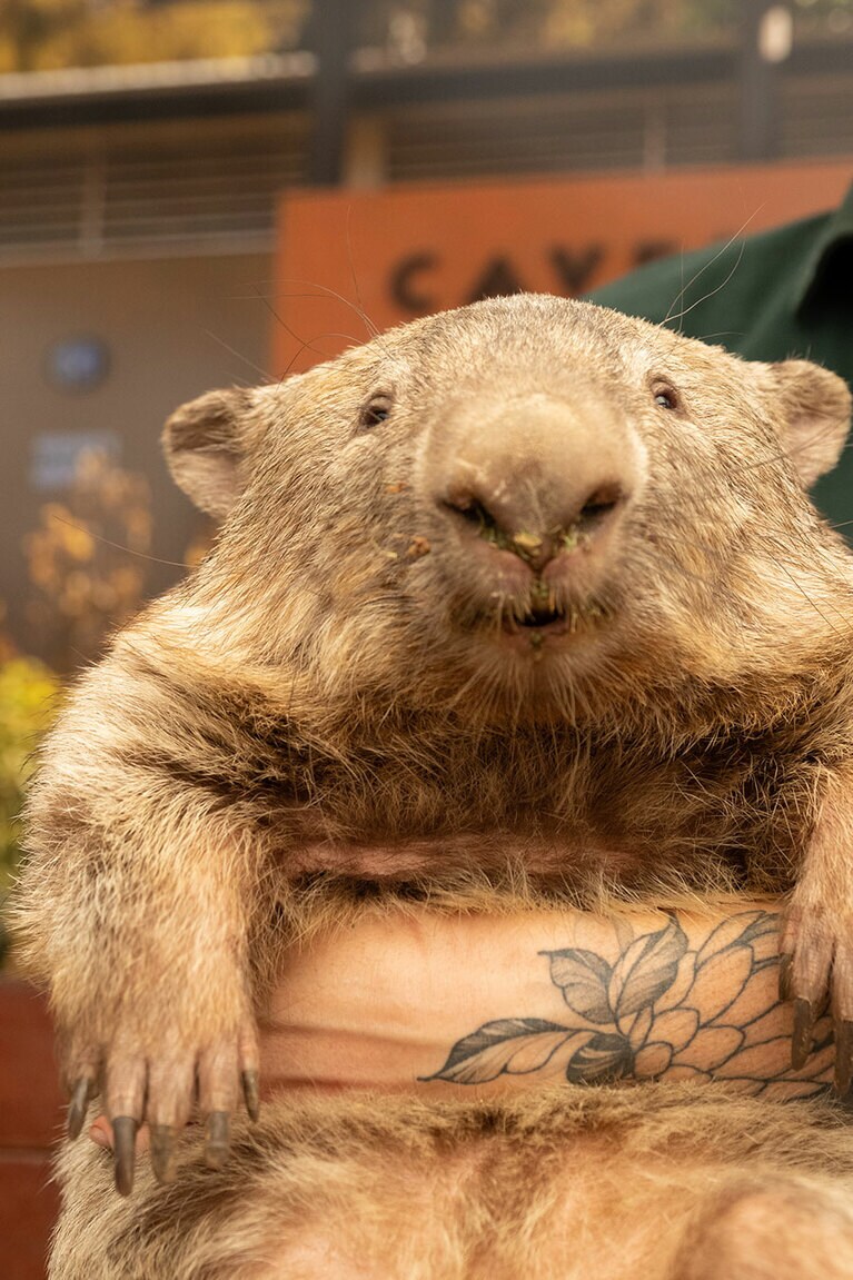 抱っこされるウォンバット。