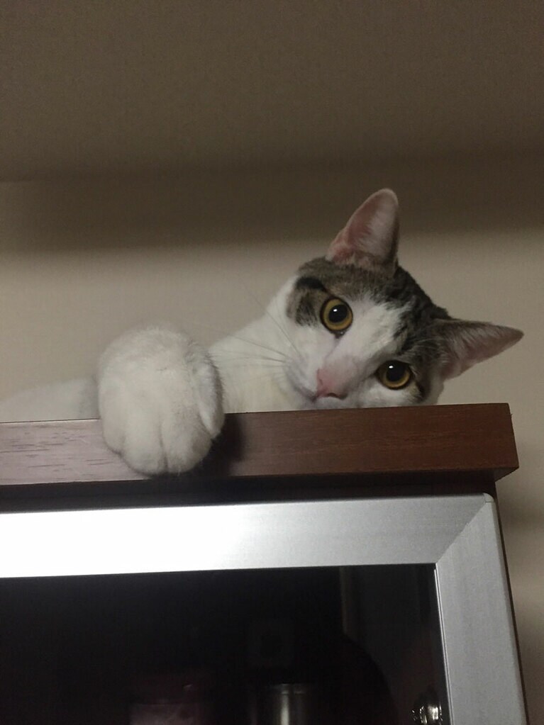 てびち オス 6歳。8キロある大きな猫さんですが、顔は小さなイケメン猫です！（かよさん）。