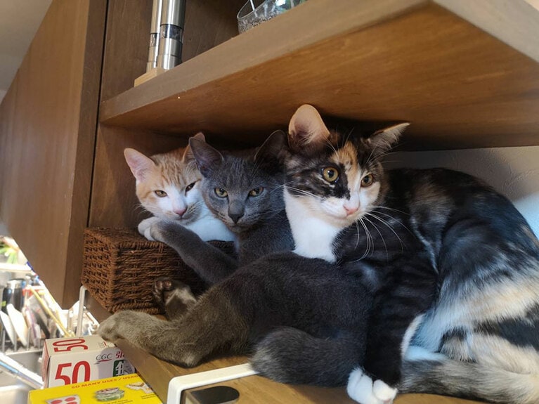 ときにはいたずらをすることもある3匹。