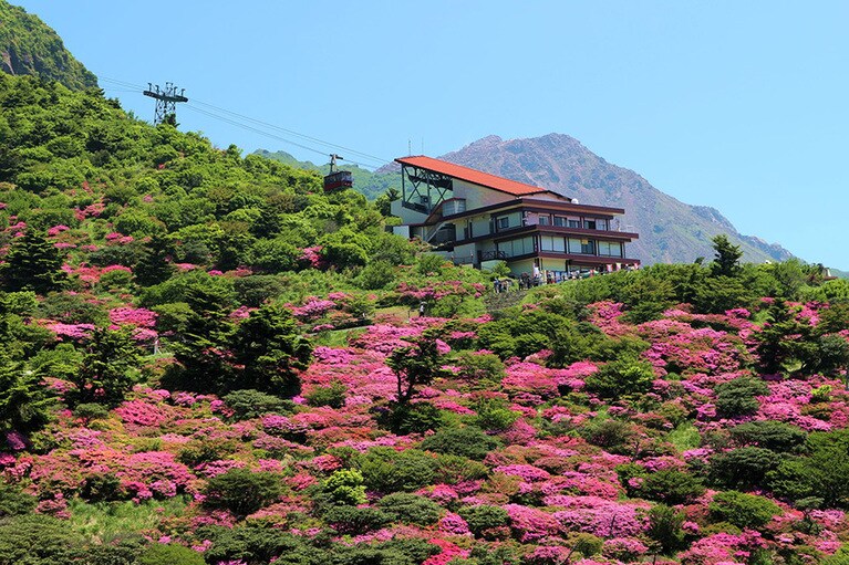 【長崎県】雲仙のミヤマキリシマ。
