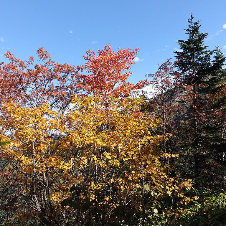 西穂丸山の紅葉。