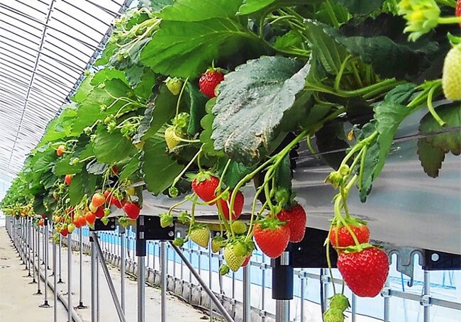 株式会社ロック・ベリー・ファームが所有するビニールハウス1棟をホテル専用ハウスとし、新鮮ないちごが直送される。