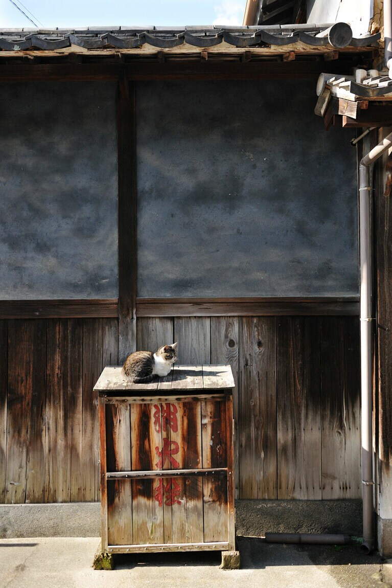 【竹原】気持ちよさそうに、のんびり猫が日向ぼっこ。