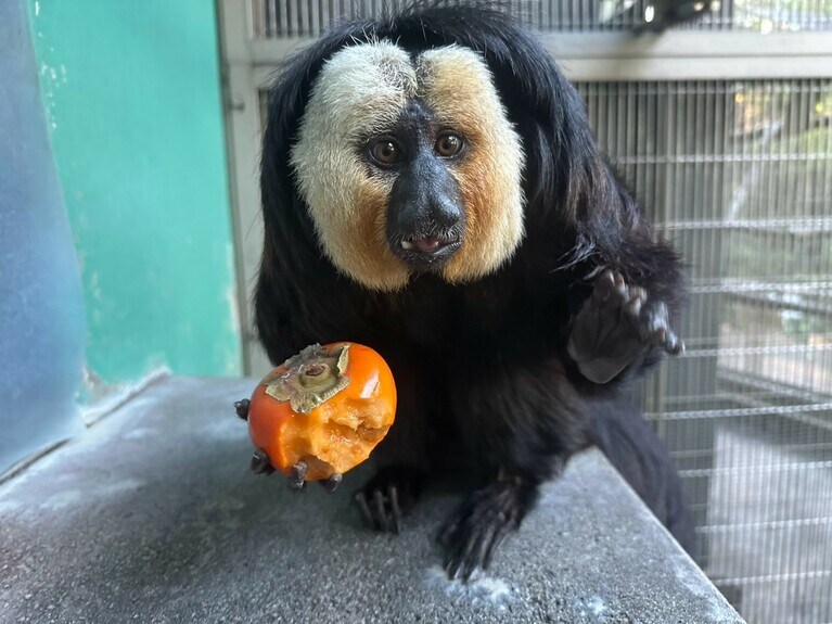 柿を上手に食べるモップくん（過去の画像）。提供：日本モンキーセンター