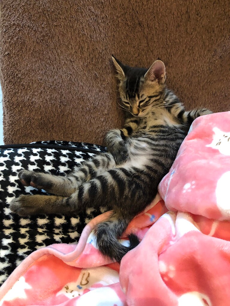 チョビ ♂ 0歳。0歳にして酔っ払いのおじさんのような貫禄です。