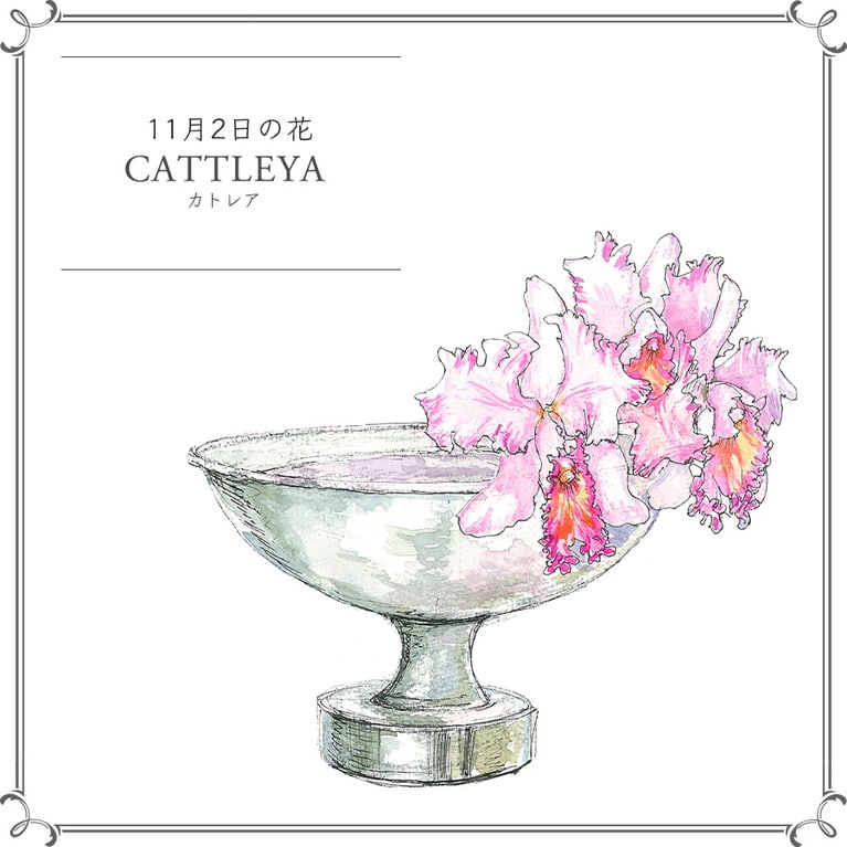 11月2日の花「カトレア」