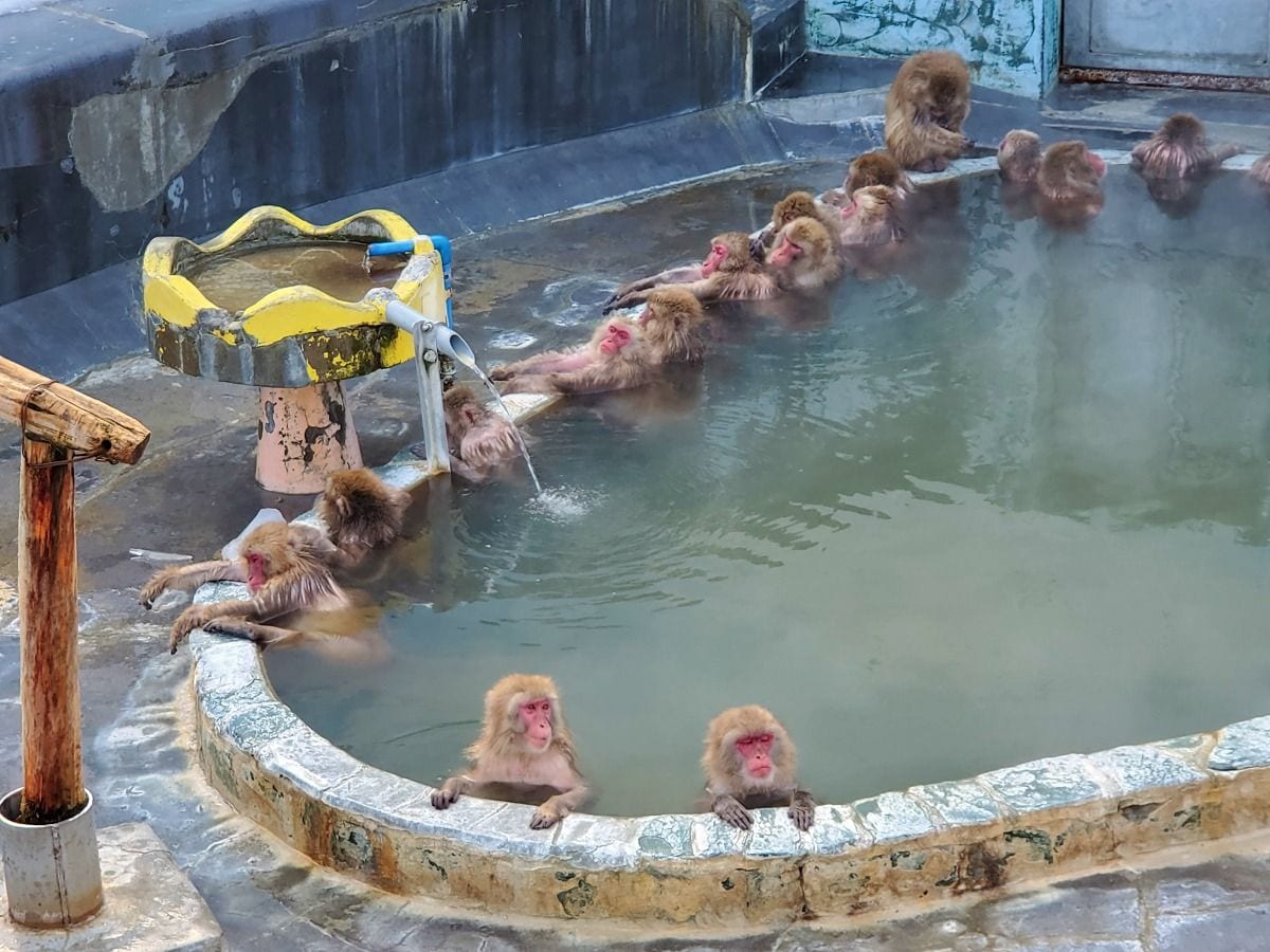 函館市熱帯植物園、露天風呂に入る猿