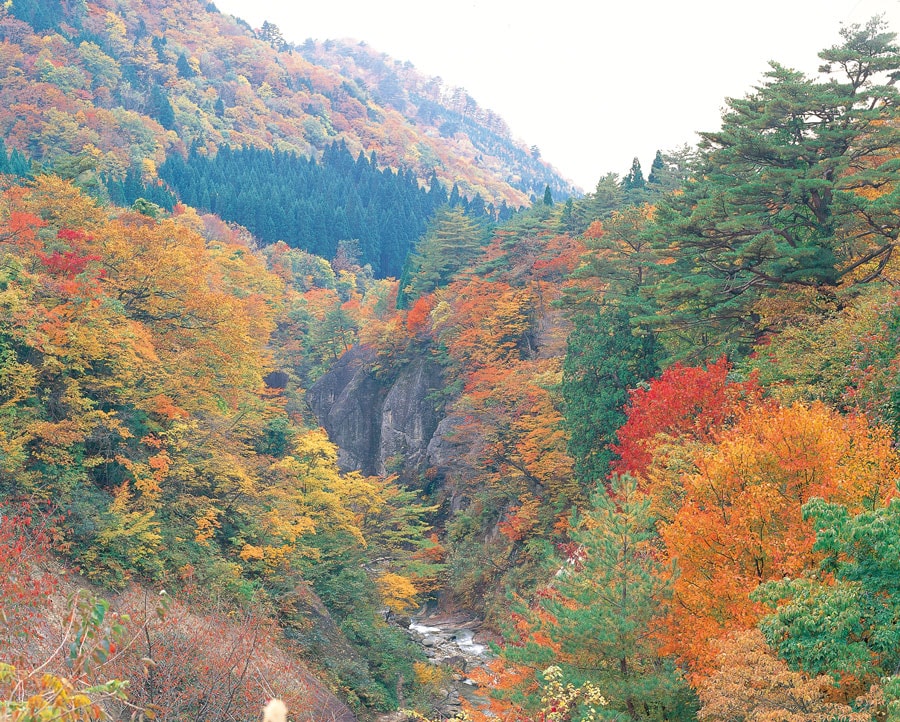 面白山高原と紅葉川渓谷の紅葉。