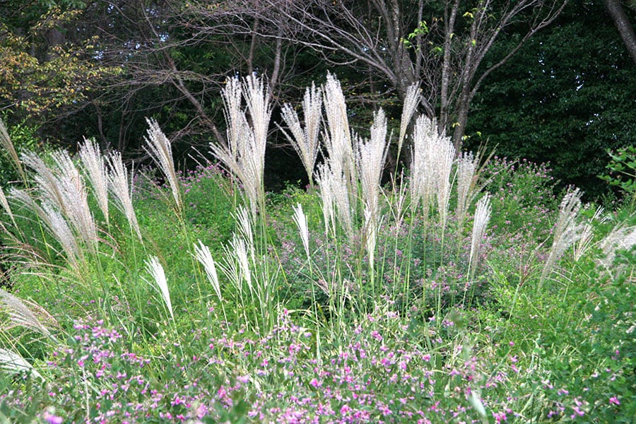 ススキ(尾花)：イネ科ススキ属。花に白い綿毛をつくり、風に乗せて種を散布。十五夜のお月見にお団子などと一緒に飾られます。写真提供／神代植物公園