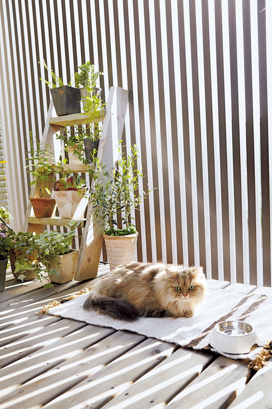 壁に囲まれた半屋外空間があれば、室内飼いの猫も屋外の心地よさを満喫できる。