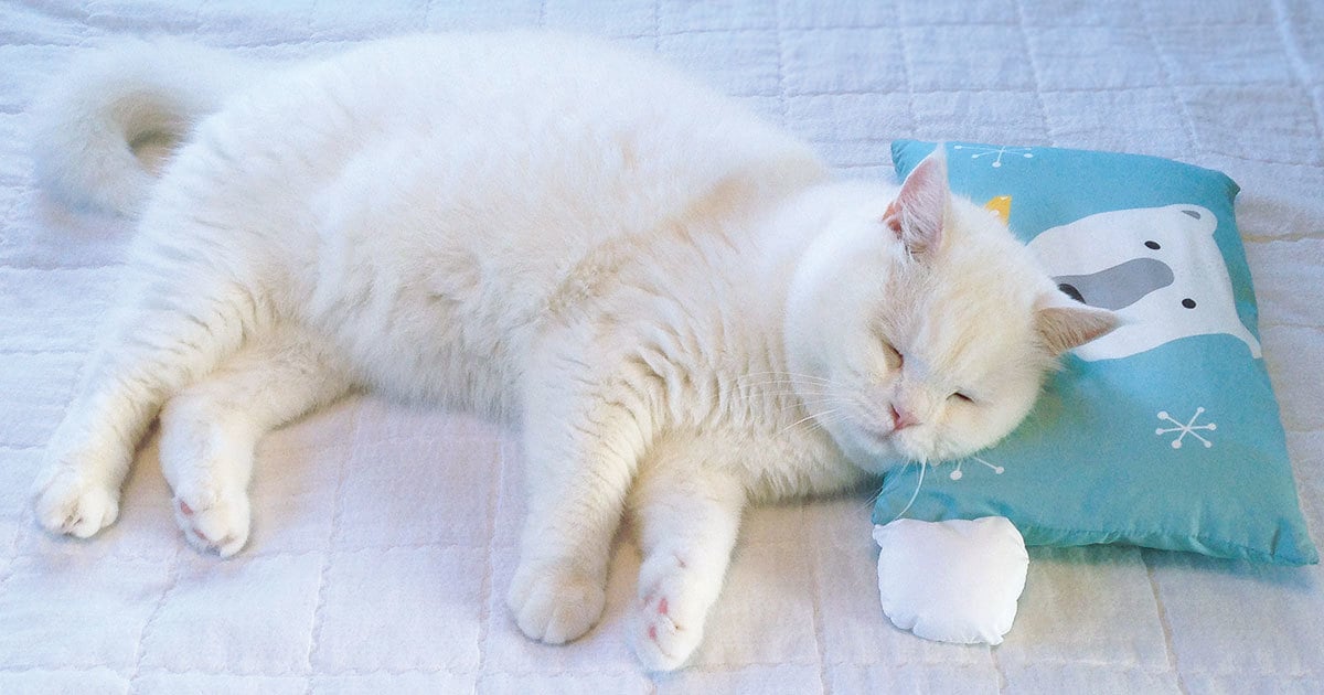 モフモフ白猫に19万人が夢中 韓国で最も有名な 普通の猫 ヒック