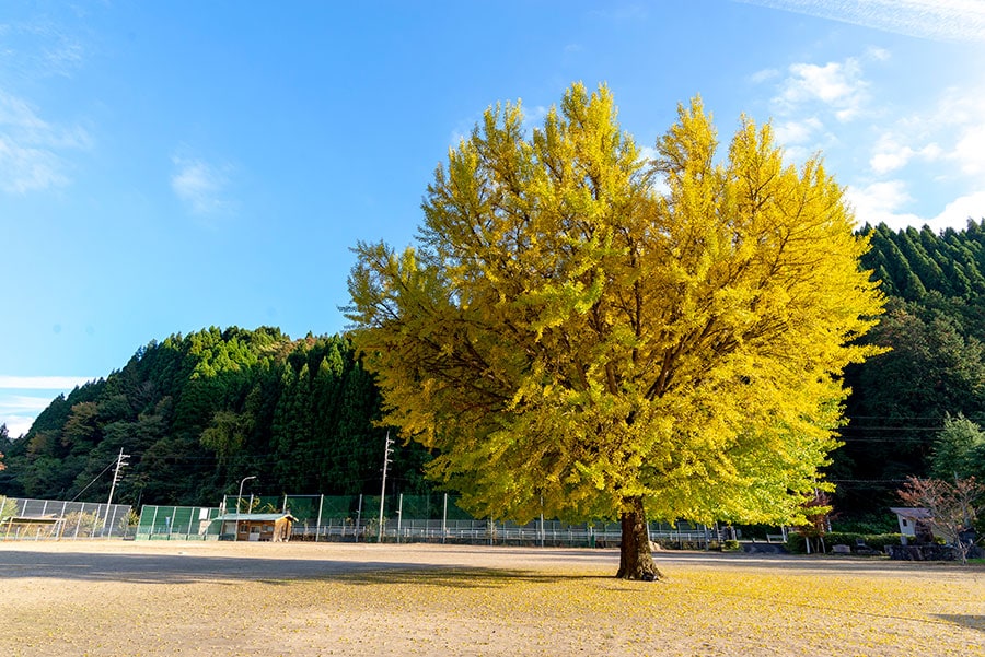 【鳥取県】旧日野上小学校のイチョウ