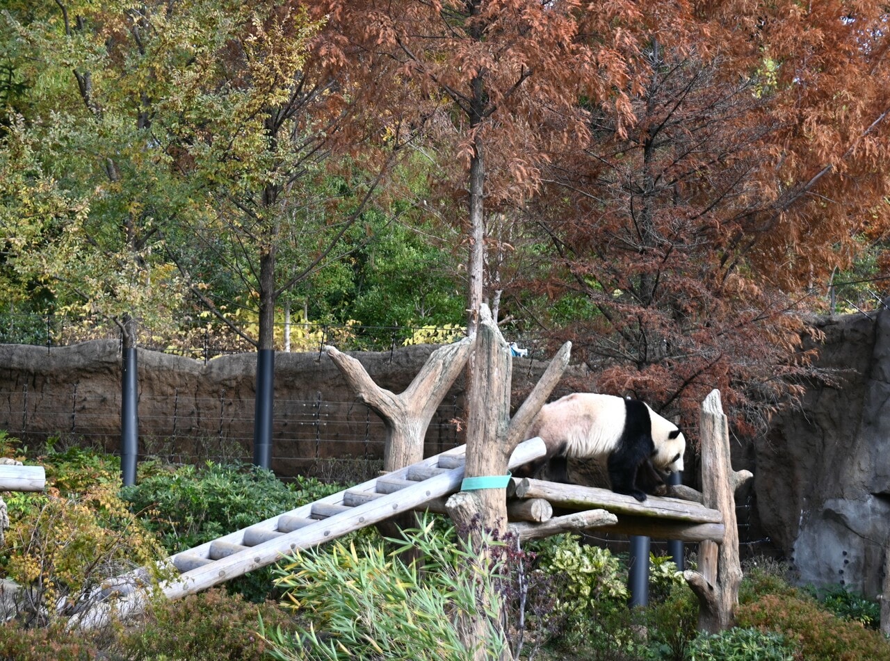 屋外でやぐらに登ったシャオシャオ（2025年12月9日、筆者撮影）