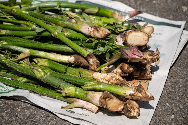 こちらの山うどは保存食用。その日のうちに山の水で洗って塩漬けにします。