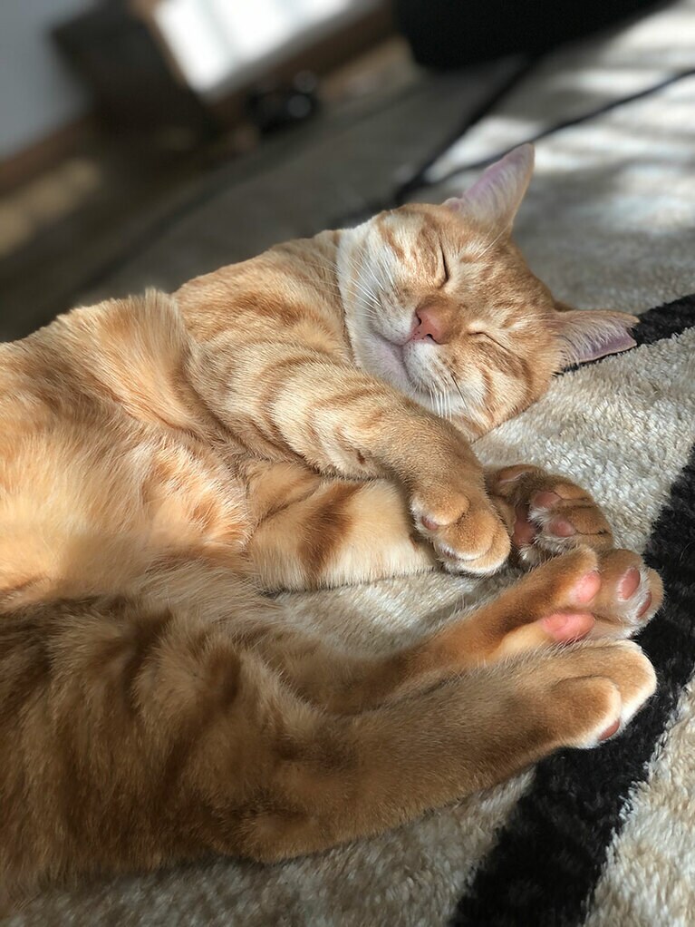 きき メス 4歳。もふもふの毛皮とピンクの肉球でいつもおしゃれしてます（こいけさん）。