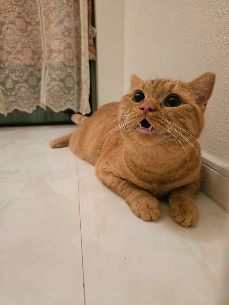 ハニー ♀ 1歳。子猫のときから真ん丸お目目のハニー。大人になって顔つきが変わってからも、遊ぶときはいつもこの目で興味津々。家族みんなにたくさんの幸せをありがとね。