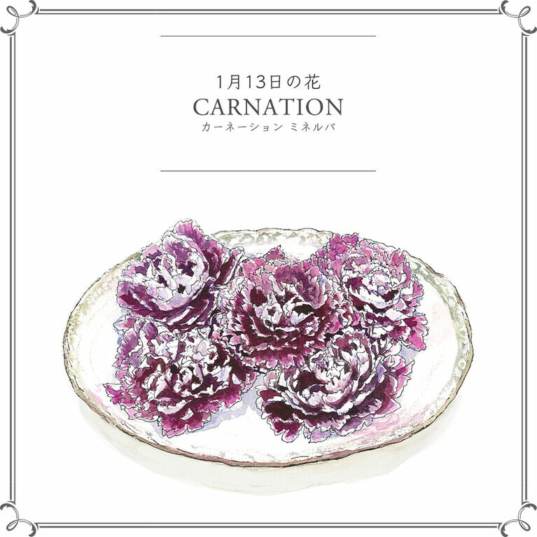 1月13日の花「カーネーション ミネルバ」