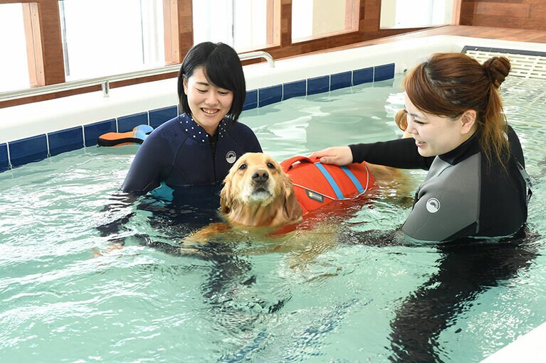 水中での運動は足腰に負担をかけることなく有酸素運動を行えるプールエクササイズ。