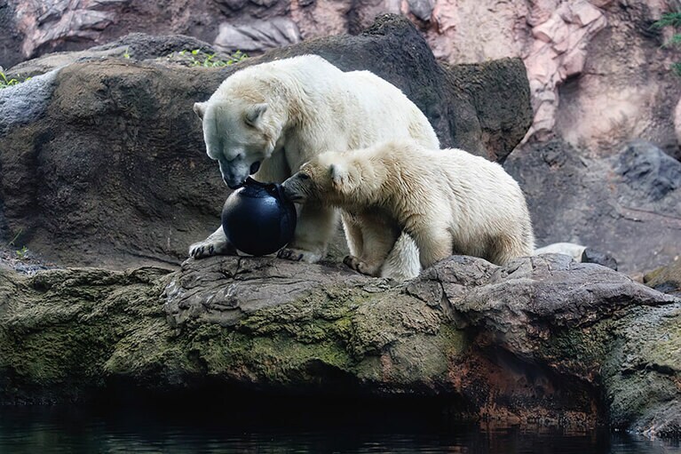 イッちゃんとライ。