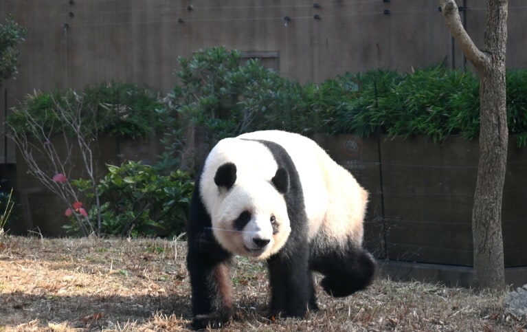 レイレイ。（2025年12月16日、筆者撮影）