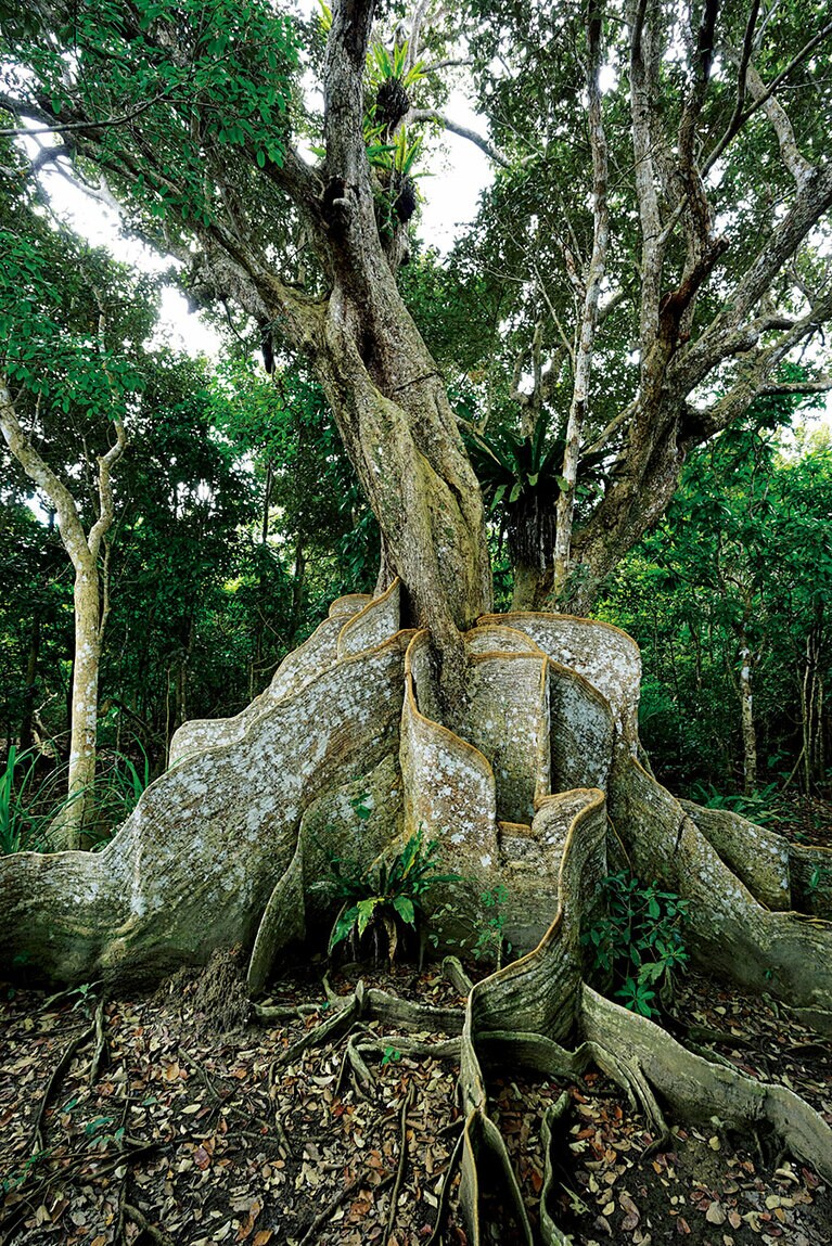 【西表島】仲間川上流にそびえる樹齢約400年のサキシマスオウノキ。