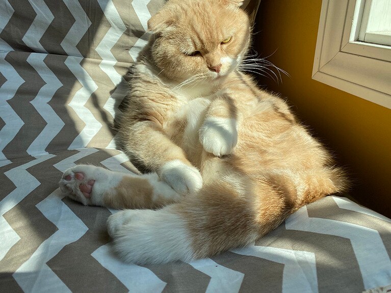 こげまる ♂ 8歳。新しいお布団気持ちいいにゃ！