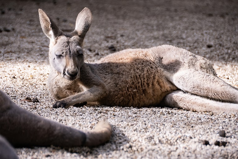 お昼寝でうとうとしているカンガルー。