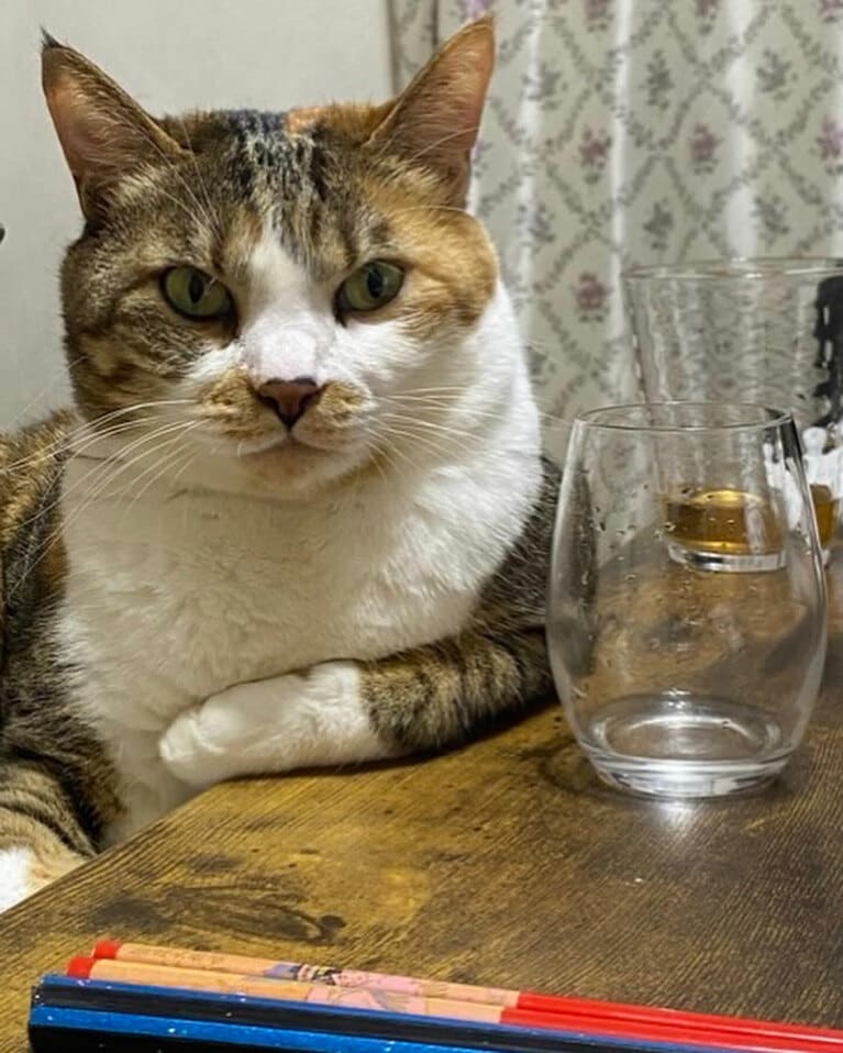 すず メス 5歳。