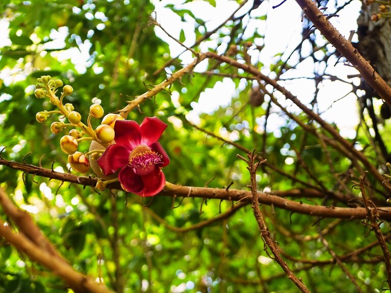 キャノンボールの花はなんだかなまめかしい雰囲気があって、見とれた。